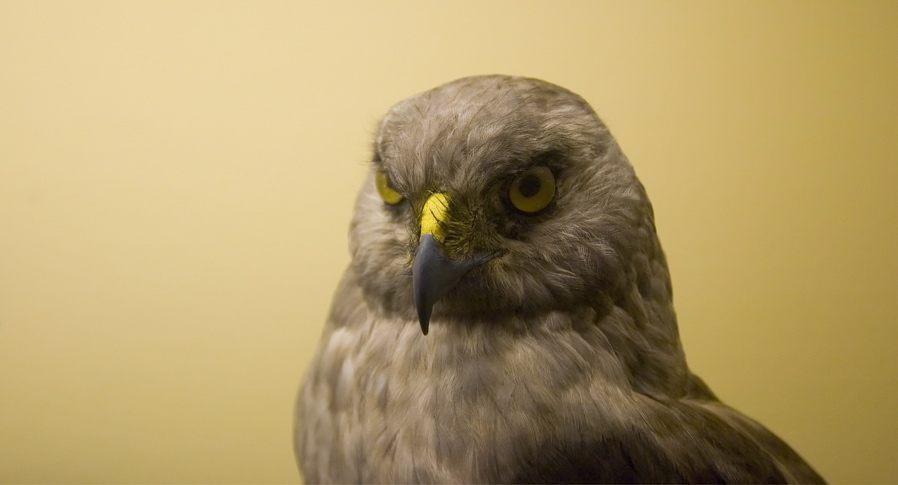 AMNH - Another Kite